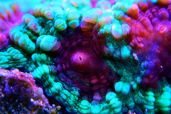 Favites Género Corales Familia Merulinidae —  Fotos de Stock