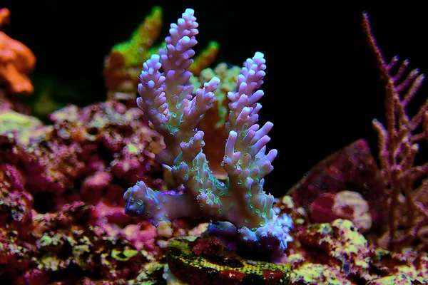 Acropora Tenuis Πολύχρωμα Κοράλλια Sps Είναι Διάσημη Στο Χρηματιστήριο Όλο — Φωτογραφία Αρχείου