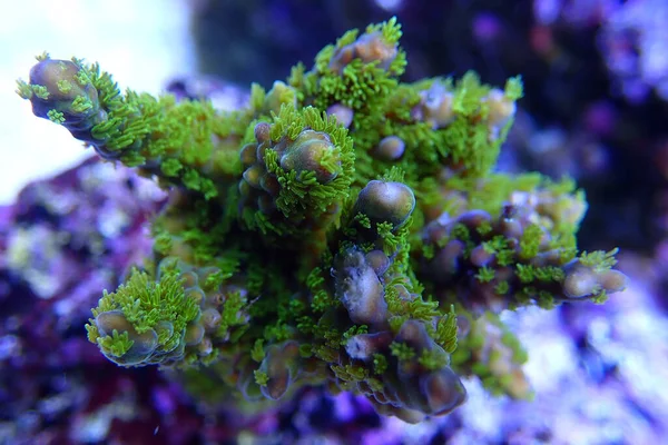 Acropora Tenuis Bunte Sps Koralle Ist Der Börse Weltweit Berühmt — Stockfoto