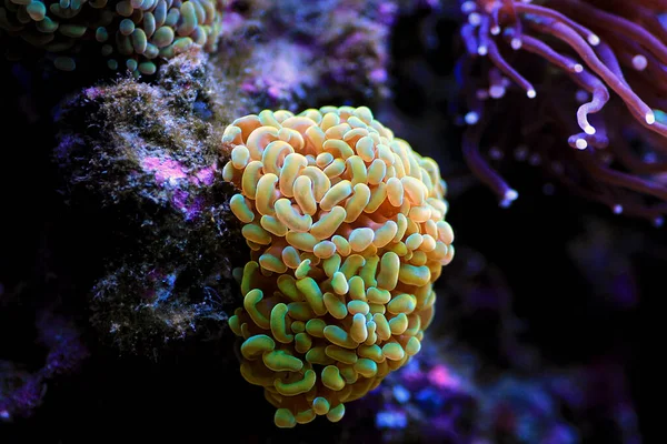 Золотая Евфилия Crtistata Редкие Lps Кораллы Аквариуме Рифа — стоковое фото