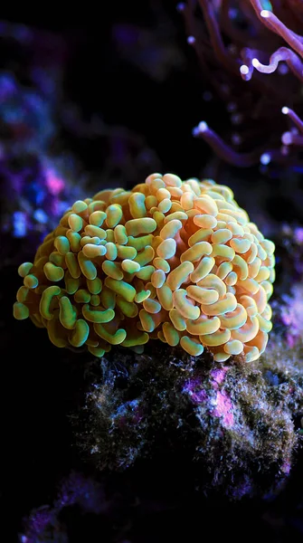 Golden Euphyllia Crtistata Rare Lps Coral Reef Aquarium Tank — Stock Photo, Image
