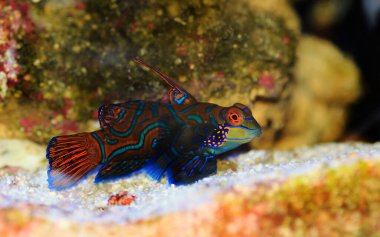 Synchiropus splendidus - Mandarin balığı, en renkli tuzlu su balıklarından biridir.