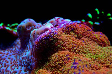 Montipora SPS mercan, ultra makro çekim poliplerini aç