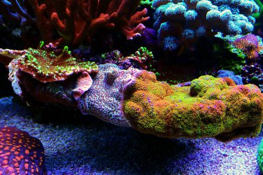 Montipora SPS mercan, ultra makro çekim poliplerini aç