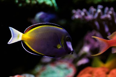 Powder Brown Tang - (Acanthurus japonicus) clipart