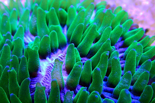 Fungia Plate Lps Korall Makro Fotografering Revet Akvarium Tank — Stockfoto
