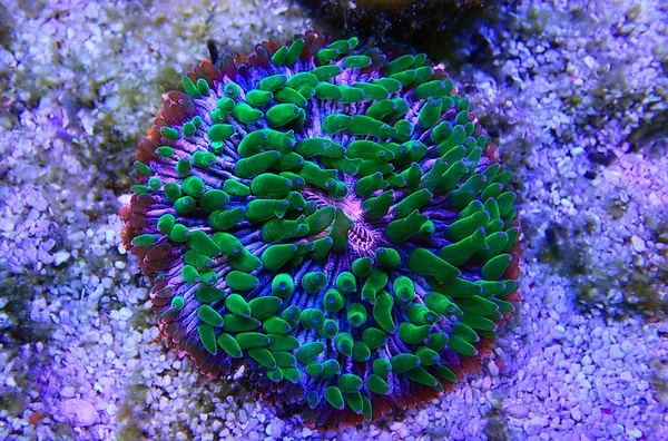 Fungia Placa Lps Coral Macrofotografia Tanque Aquário Recife — Fotografia de Stock