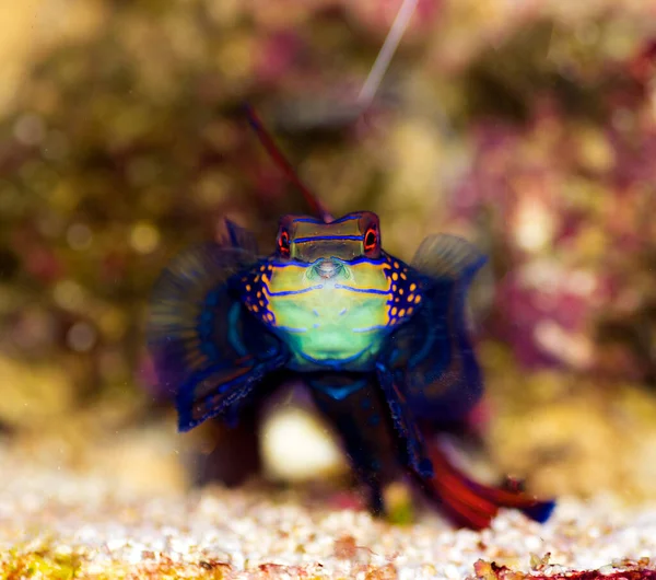 Synkiropus Splendidus Mandarinfisken Mest Färgstarka Saltvattensfiskarna — Stockfoto