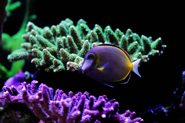 Tang Marrone Polvere Acanthurus Japonicus — Foto Stock