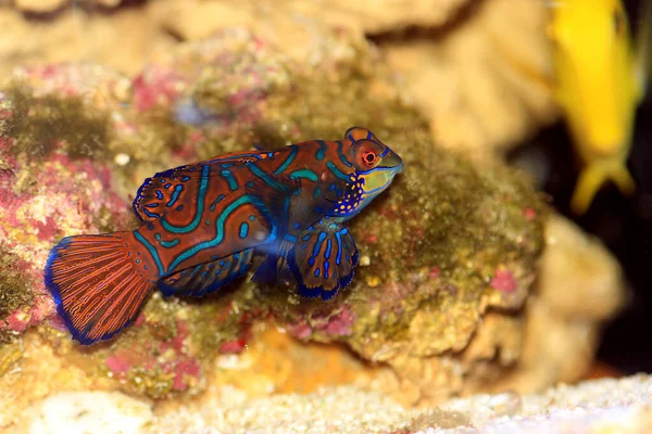 Synchiropus Splendidus Mandarijnvis Een Van Meest Kleurrijke Zoutwatervissen — Stockfoto