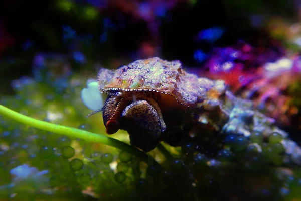 Θαλάσσιο Σαλιγκάρι Άμμο Cerithium Caeruleum — Φωτογραφία Αρχείου