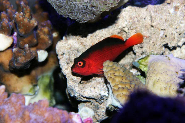 Brilliant Flame Hawkfish Neocirrhites Armatus — Stock Photo, Image