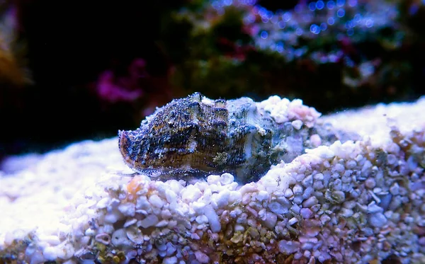 Cerith sand sea snail - Cerithium Caeruleum