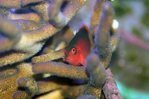 Brillanter Flammenfalkenfisch Neocirrhites Armatus — Stockfoto