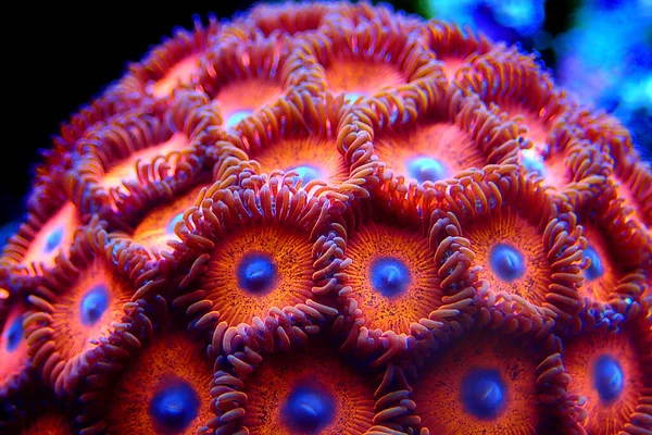 Zoanthid 'in polipleri her mercan resifi akvaryumu için inanılmaz renkli yaşam süslemeleridir.