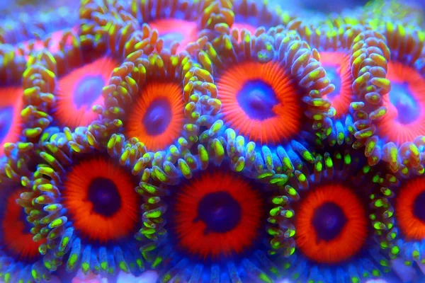 Les Colonies Polypes Zoanthid Sont Une Décoration Vivante Colorée Étonnante — Photo