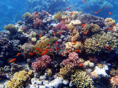 Kızıl Deniz Kraliçesi - Pseudanthias squamipinnis