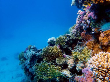 Kızıldenizde mercanlı sualtı sahneleri