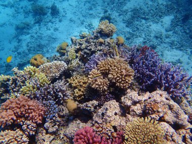 Kızıldenizde mercanlı sualtı sahneleri
