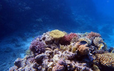 Kızıldenizde mercanlı sualtı sahneleri