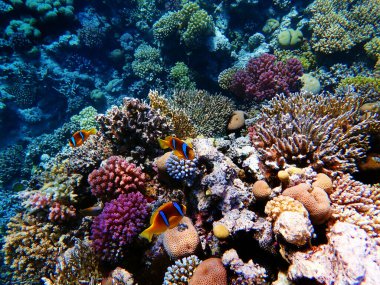 Amphiprion bicinctus - Kızıl Deniz palyaço balığı sualtı sahnesi