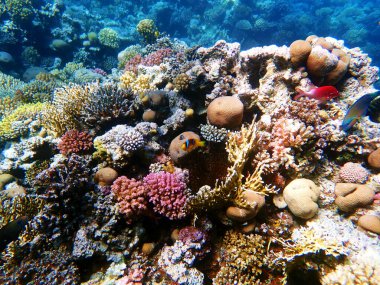 Amphiprion bicinctus - Kızıl Deniz palyaço balığı sualtı sahnesi
