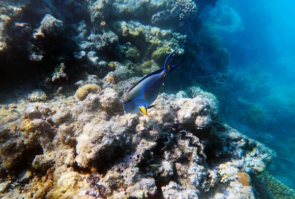 Cena Subaquática Com Sohal Rei Dos Peixes Cirurgiões Acanthurus Sohal — Fotografia de Stock