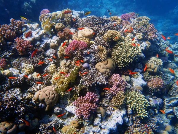 Undervattensscener Med Koraller Röda Havet — Stockfoto