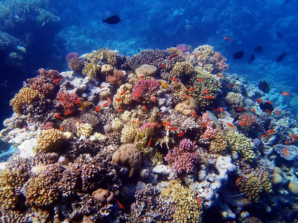 Drottning Röda Havet Pseudanthias Squamipinnis — Stockfoto