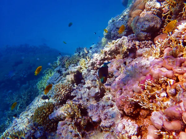 Underwater Scenes Corals Red Sea — Stock Photo, Image