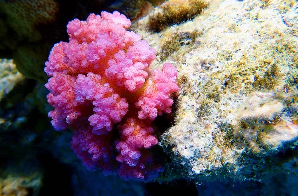 Pocillopora Damicornis Coral Sps Colorido Rosa Mar Vermelho Cena Subaquática — Fotografia de Stock