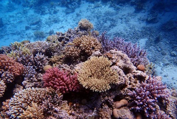 Підводні Сцени Коралами Червоному Морі — стокове фото