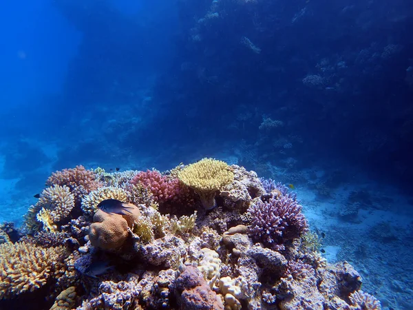 Undervattensscener Med Koraller Röda Havet — Stockfoto