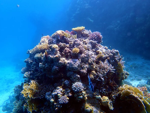 Undervattensscener Med Koraller Röda Havet — Stockfoto