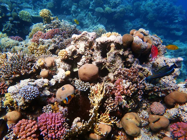 Amfiprionbicinctus Clownfisk Röda Havet Vatten — Stockfoto