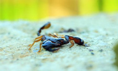 Avrupa sarı kuyruklu akrep - Euscorpius flavicaudis