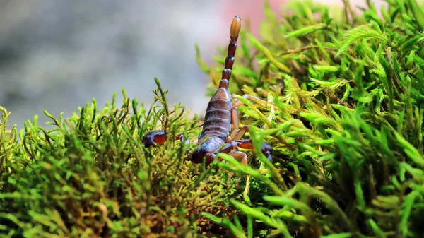 欧洲黄尾蝎子 黄尾蝎子 — 图库照片