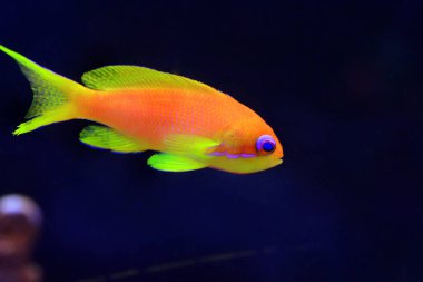 Lyretail Anthias Coralfish - (Pseudanthias squamipinnis) clipart