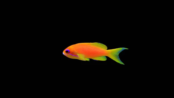 Lyretail Anthias Coralfish Pseudanthias Squamipinnis — Zdjęcie stockowe