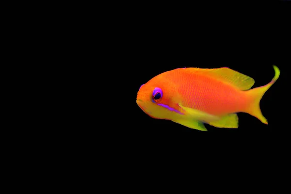 Lyretail Anthias Coralfish Pseudanthias Squamipinnis — Zdjęcie stockowe