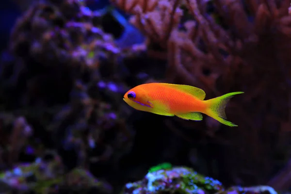 Lyretail Anthias Coralfish Pseudanthias Squamipinnis — Stock fotografie