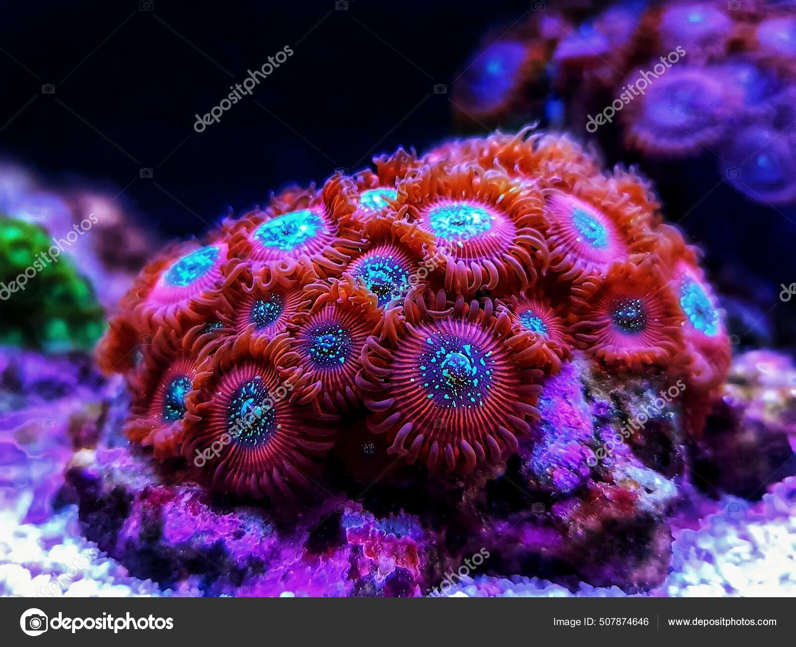 Zoanthids Tank