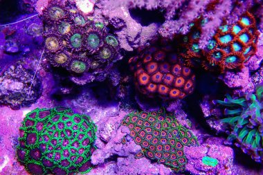 Zoanthids 'in mercan resifi akvaryumundaki küçük bahçesi.