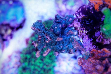 Tropic Montipora mercanı resif akvaryumundaki yakın çekim sahnesinde mahmuzladı