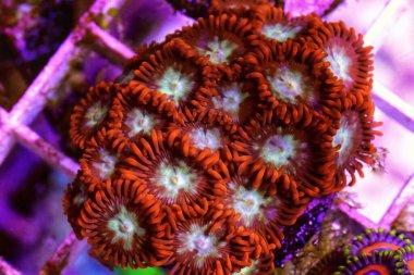 Mercan resifi akvaryumundaki küçük yeşil Zoanthids kolonisi