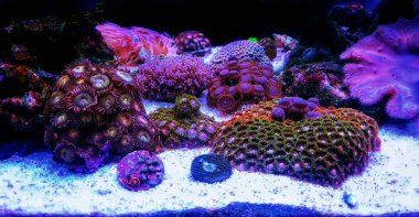 Zoanthids 'in mercan resifi akvaryumundaki küçük bahçesi.
