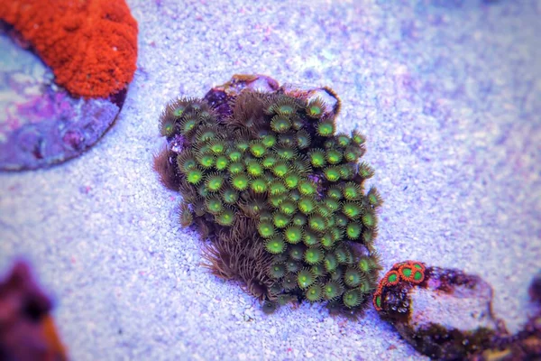 Petite Colonie Zoanthidés Verts Dans Aquarium Récifal Corallien — Photo