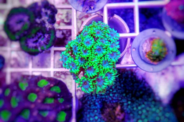 Goniopora Virágcserép Lps Korall — Stock Fotó
