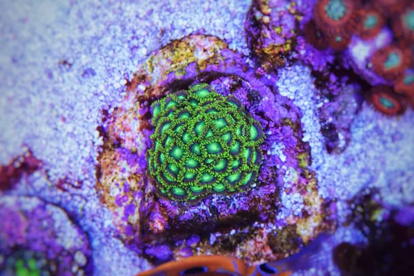 Mercan Resifi Akvaryumundaki Küçük Yeşil Zoanthids Kolonisi — Stok fotoğraf