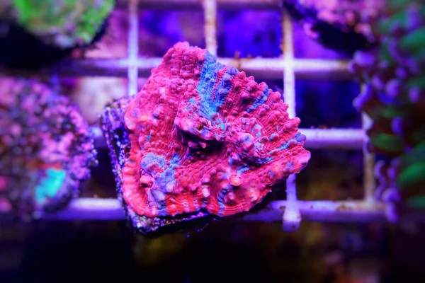 Colorido Cáliz Coral Escena Fotografía Primer Plano — Foto de Stock